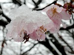 村の公園の桜